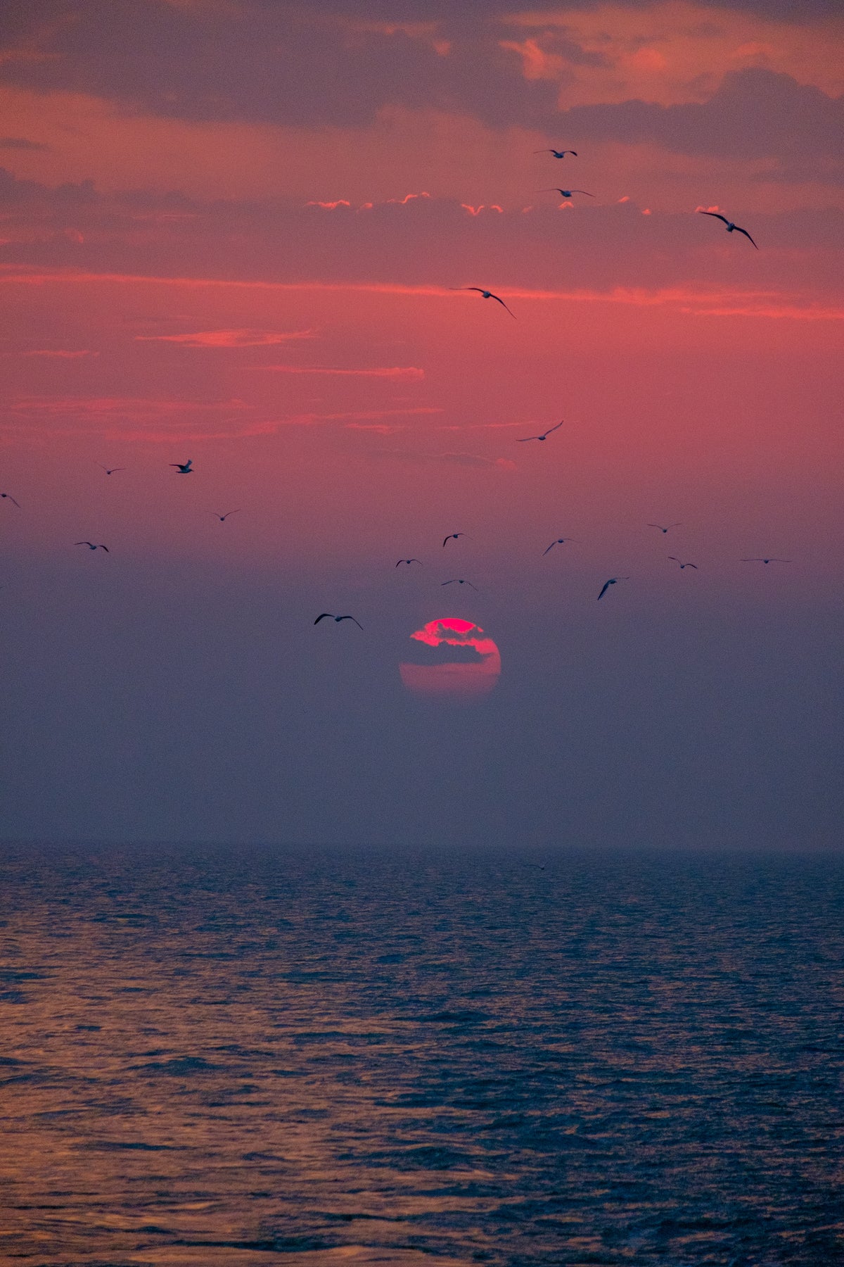 North Sun Arc field scout sunset with migrating birds over Kuwait coast